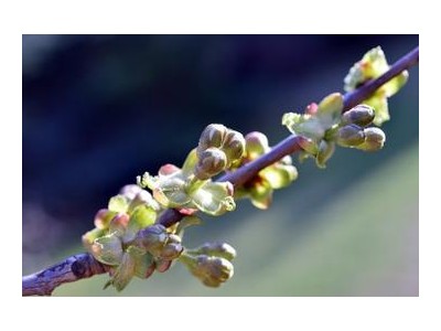 愿新年胜旧年猪年本命年朋友圈说说