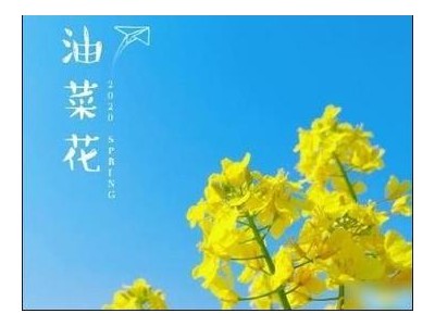 关于油菜花的唯美短句