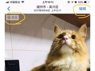 朋友圈晒猫个性句子