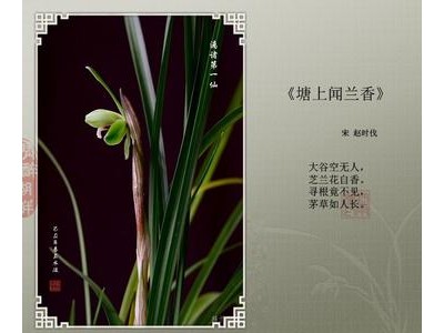 关于兰的诗句